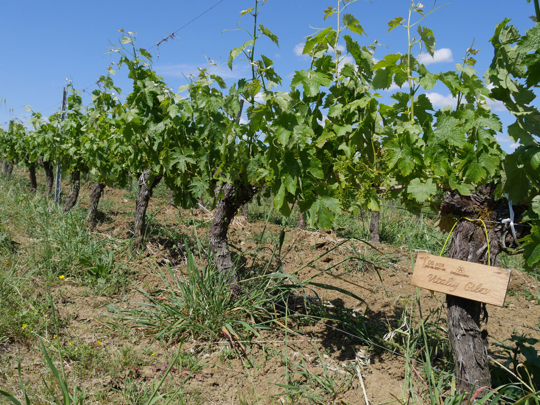 Виноградник на урожай